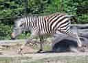 動物図鑑・グラントシマウマの写真 13